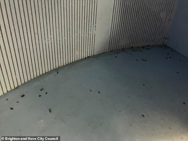 The cafe is a 'bucket and spade' diner popular with parents and children due the nearby play park and lagoon. However it was hit by a series of problems last year and was forced to shut its doors due to an infestation of rodents. Pictured: Mice droppings