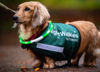 New dog walking service set up to help women feel safe in the dark