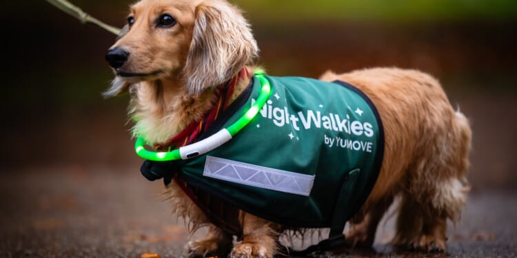New dog walking service set up to help women feel safe in the dark