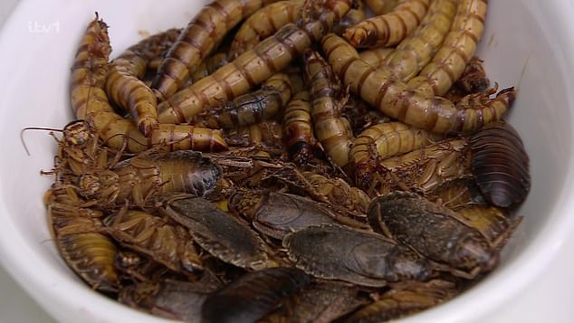 AngryGinge started with cockroaches