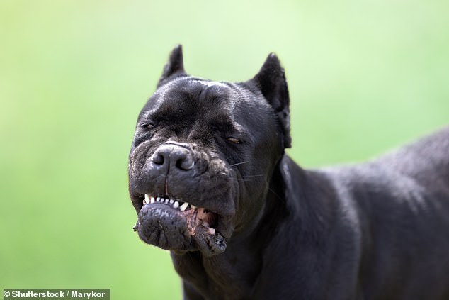 A Cane Corso, a large Italian breed of mastiff, similar to the one that attacked Maud