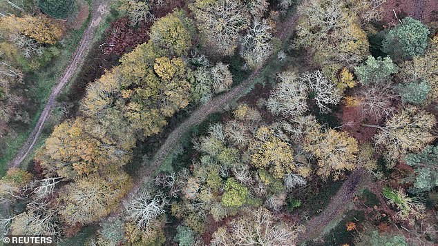 Frost-covered trees in the cold today at Burnham Beeches Nature Reserve in Buckinghamshire