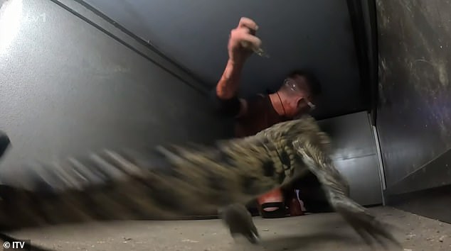 At one point he had to get a star from a vault with the pesky crocs in and everytime he leant in they jumped up to bite him making him scream