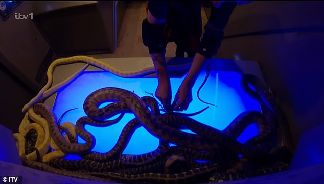 Aitch then had to wade through offal, slime and fish guts, before getting covered in cockroaches, crickets and mealworms whilst he continued his hunt for stars