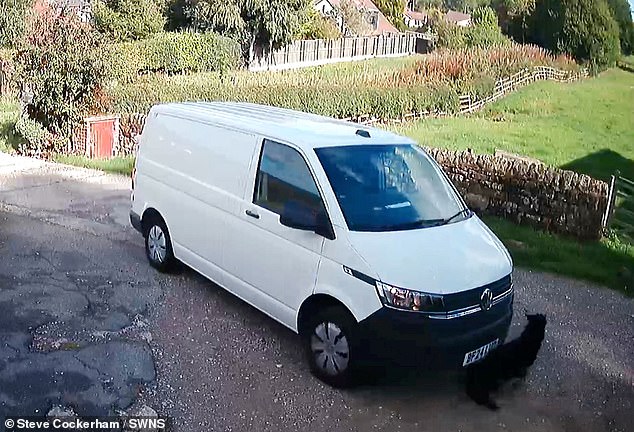 CCTV footage of the moment a white van drives over Molly whilst she is sitting on the driveway