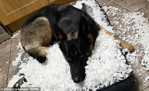 Mr Cockerham's youngest dog Skye destroyed the £25 dog bed Amazon sent as an 'apology'