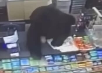 Horror moment ferocious black bear chases screaming boy, 11, into store before leaping over counter to get at him