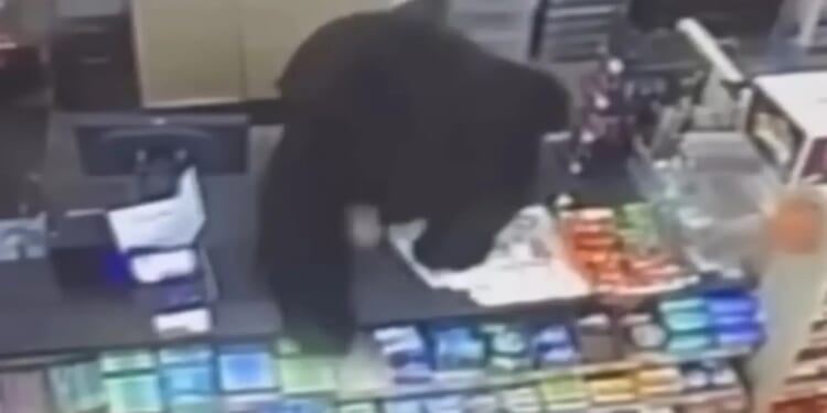 Horror moment ferocious black bear chases screaming boy, 11, into store before leaping over counter to get at him