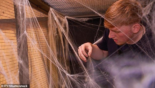 Plucking up the courage and cheered on by his campmates, he successfully managed to move the two spiders over, winning four stars for camp