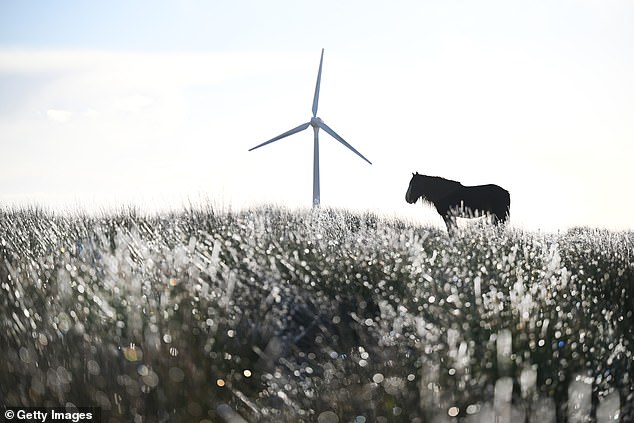 Nature served up even more striking scenes in Northern Ireland where a lone horse trekked across the snow-blanketed Black Mountain in Belfast