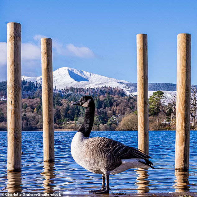 A Canada goose stood proudly beneath crisp blue skies in the Lake District on November 19