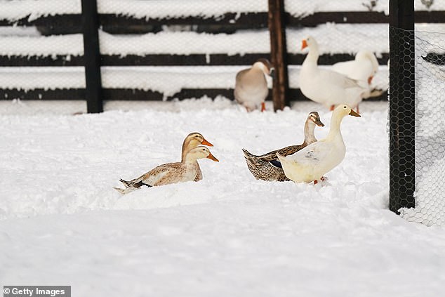 Baby geese were photographed waddling through a snow-dusted field at Lockwood Beck after a night of heavy snowfall in Lingdale, North West Leicestershire