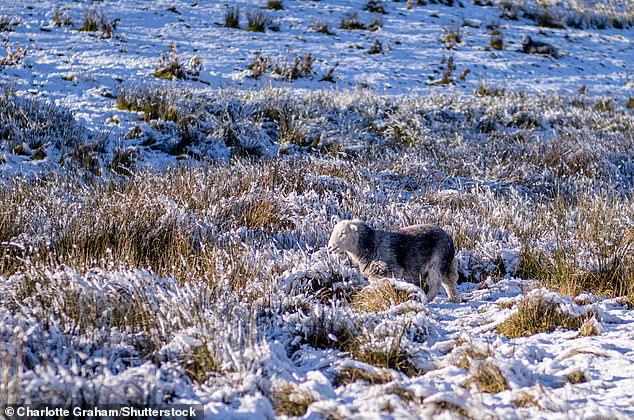 A sheep looking rather contemplative at the snow in the Lake District