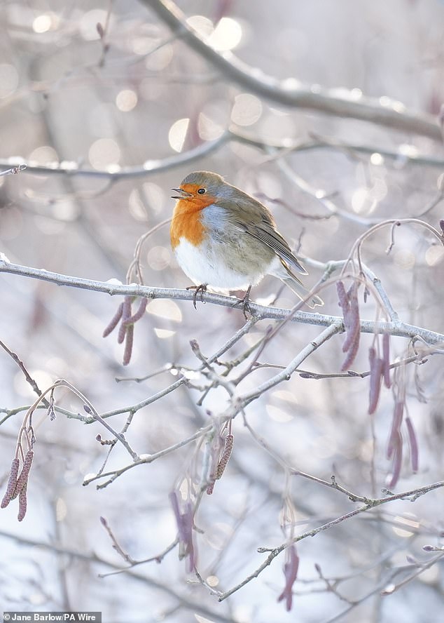 A Robin perches on an icy tree at Newtonmore in the Cairngorms in Scotland