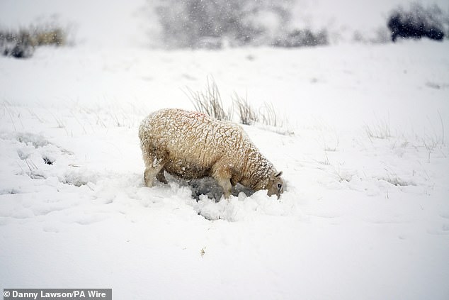 Sheep will always be a curious bunch and this one in the North York Moors wanted to try it for itself what the snow was like