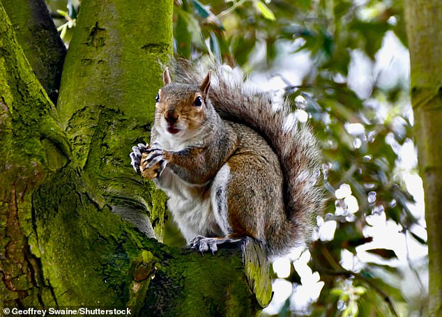 Squirrels stock up in winter to survive the colder months when food is scarce because they do not hibernate