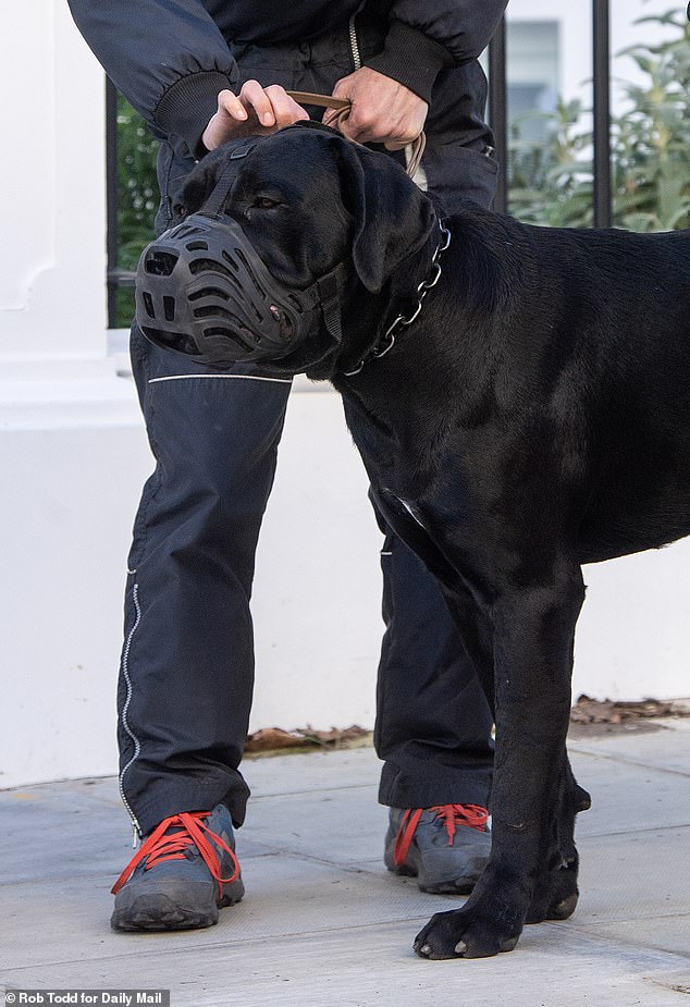 Photographs taken today near to the exclusive address show the animal with a handler dressed in specialist dog walking gear made by German brand Gappay