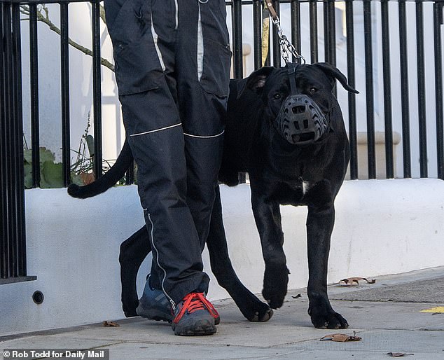 Two-year-old terrier Maud, owned by Parker Bowles, was left fighting for her life after the 10-stone Cane Corso tore into her on Kensington High Street