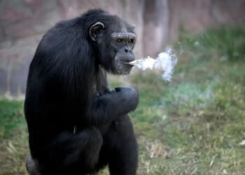 Heartbreaking story of Azalea the chain-smoking chimp who puffed 40-a-DAY before kicking habit