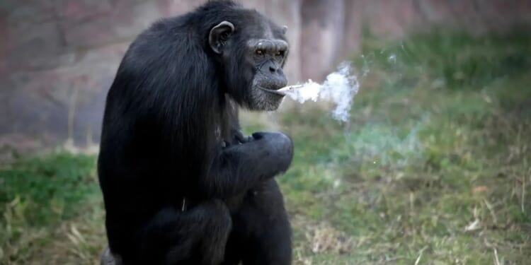 Heartbreaking story of Azalea the chain-smoking chimp who puffed 40-a-DAY before kicking habit
