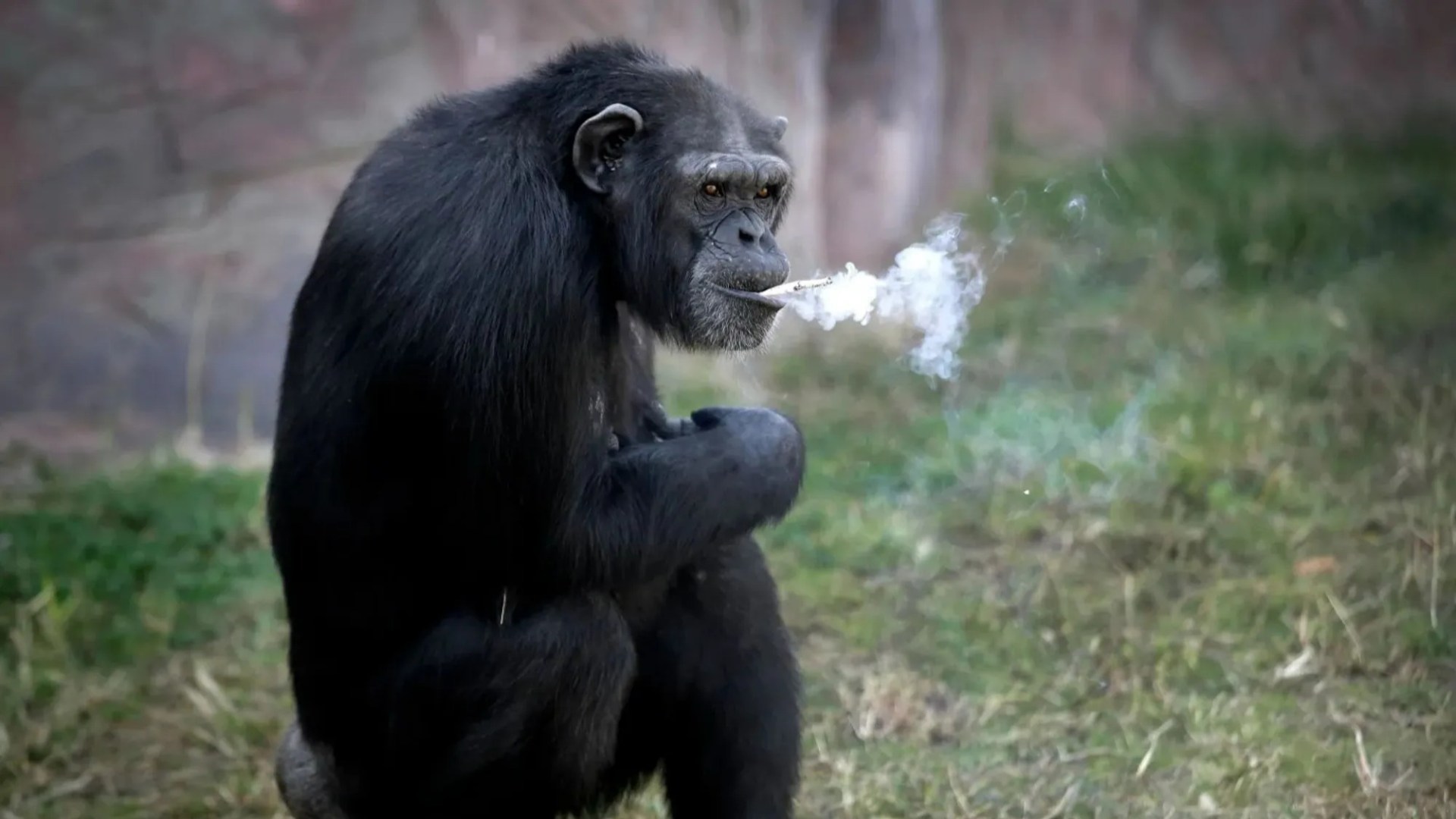 Heartbreaking story of Azalea the chain-smoking chimp who puffed 40-a-DAY before kicking habit