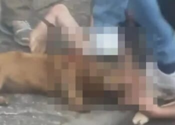 Horrifying footage shows snarling dog mauling daschund in street leaving it for dead as court rules it WON'T be put down