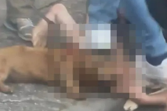 Horrifying footage shows snarling dog mauling daschund in street leaving it for dead as court rules it WON'T be put down