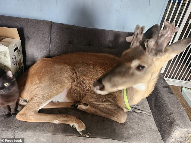 Proger had been rehabilitating deer for the last 12 years. Pictured is her companion Wheezer, who was not responsible for her death