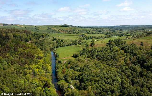 A sale has been agreed, but only if a grouping of wildlife trusts can raise the cash to buy the estate outright. Pictured: Rothbury Estate land