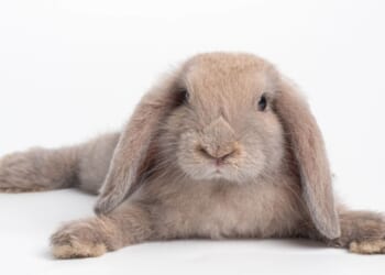 From cat drive-bys to which way a dog's tail wags & rabbit 'sploots'