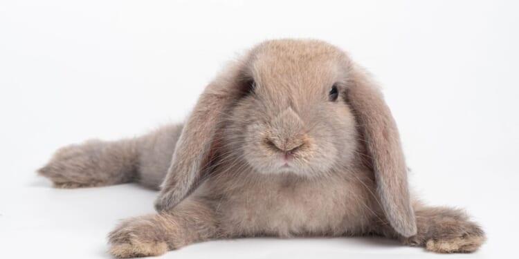 From cat drive-bys to which way a dog's tail wags & rabbit 'sploots'