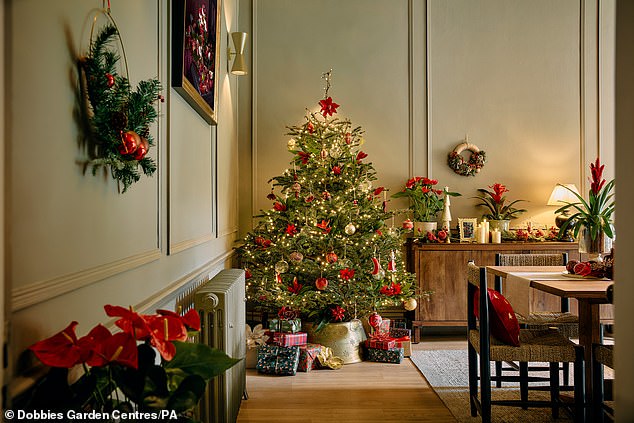 A recent poll by Forestry England revealed that 51 per cent of their followers like to put their tree up as soon as December begins, while a further 21 per cent prefer to start the festivities early in November