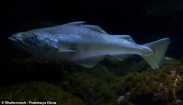 Pollachius virens is a member of the pollack family. It can reach around 4 feet (1.2 metres) in length