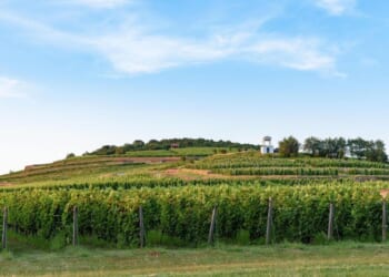 The neglected nectar of sweet Tokaji wines | Henry Jeffreys