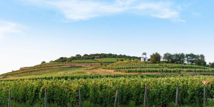 The neglected nectar of sweet Tokaji wines | Henry Jeffreys