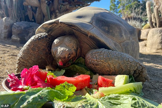 She loved eating fruit and lettuce, playing in puddles, and basking in the sun