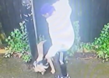 Heartless thug repeatedly kicked terrified dog after trapping him against fence in horrifying attack