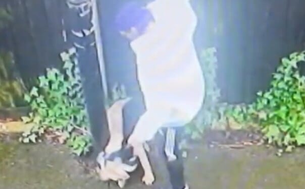 Heartless thug repeatedly kicked terrified dog after trapping him against fence in horrifying attack