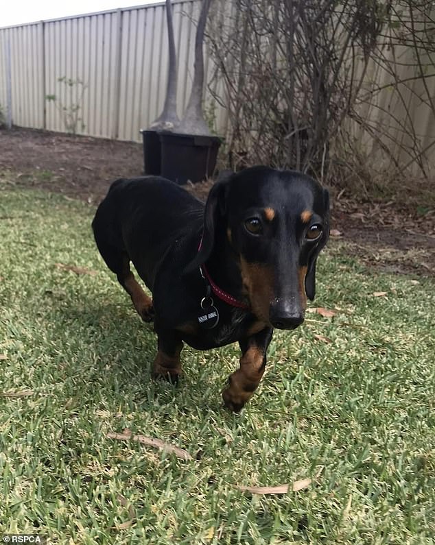 Like in Busta's case, the RSPCA are the lead agency in WA for enforcing animal welfare laws