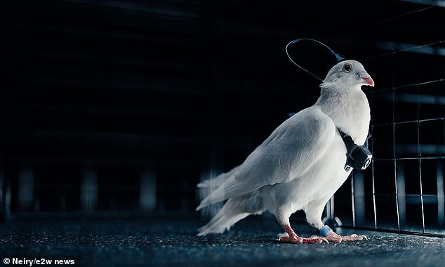 A state-linked Moscow neurotechnology firm boasts its operators can steer flocks of the flying pests across the sky at will