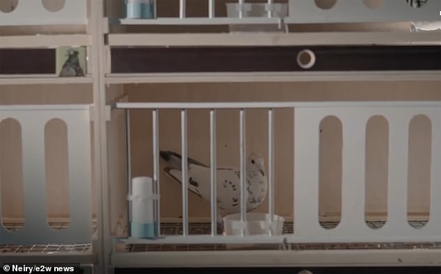 Researchers have launched field tests of so-called 'bird-biodrones' known as PJN-1