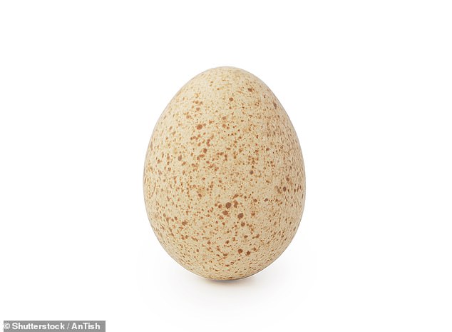 Today, turkey eggs are a rarity, sought mainly by food enthusiasts or farmers looking to meet the demand for Thanksgiving