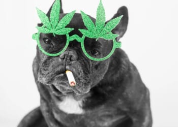 Aggressive dogs can be chilled out with cannabis extract, scientists say