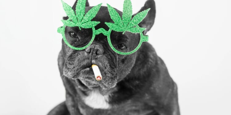 Aggressive dogs can be chilled out with cannabis extract, scientists say