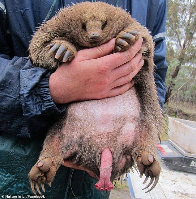 The 'very strange and unusual' echidna penis remains a mystery to researchers who still don't understand why it has four heads