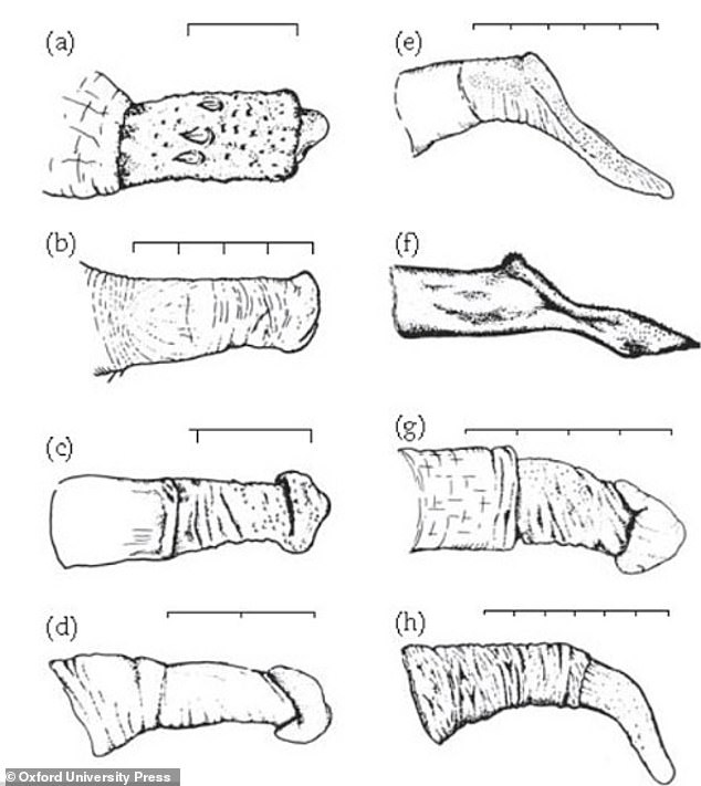 This image shows more complex primate penises - brown lemur (a), white-bellied spider monkey (b), black-capped squirrel monkey (c), macaque (d, e, f), baboon (g) and chimp (h)