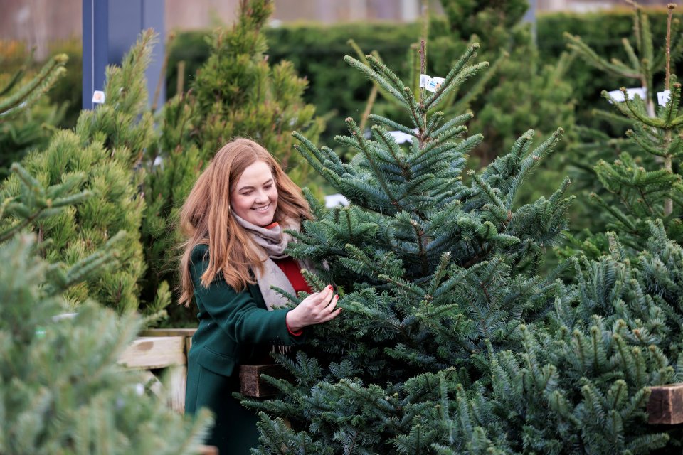Woman in green coat and scarf choosing a Christmas tree from a selection of pine trees at RHS Wisley.