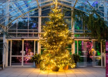 Expert reveals astonishing amount of water your Christmas tree needs each DAY in December to stop needle drop