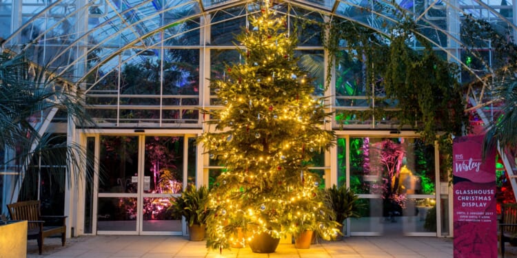 Expert reveals astonishing amount of water your Christmas tree needs each DAY in December to stop needle drop