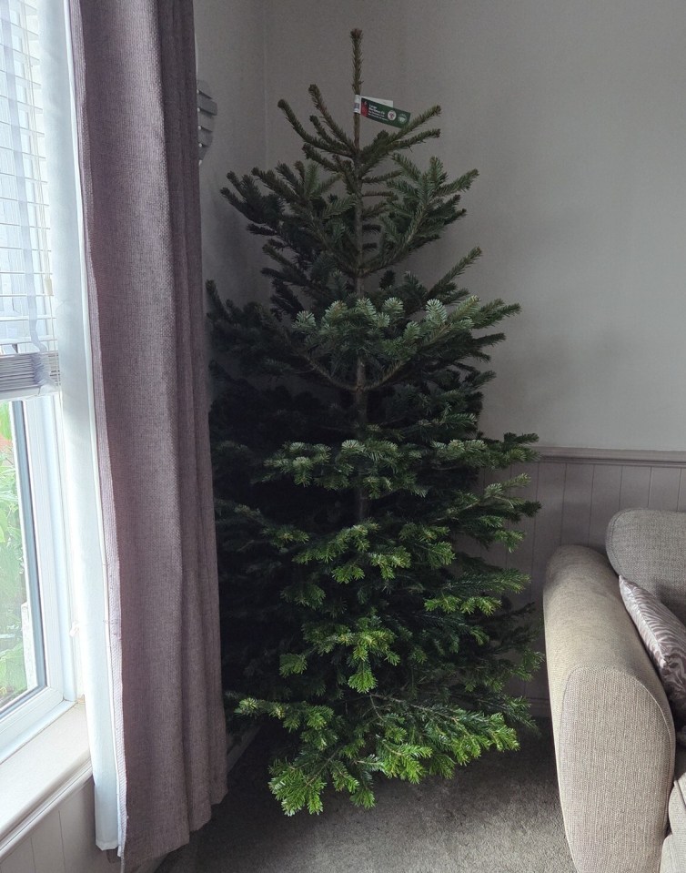A 6-7 foot real Christmas tree from Lidl with a label attached, standing in a corner next to a window with a curtain.